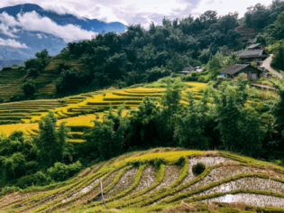 Sapa Terraced Rice Field