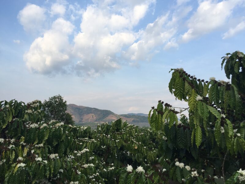 Kaffe i Kon Tum, Vietnam