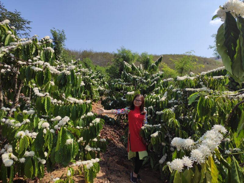 Chien med kaffe i fuld blomst.