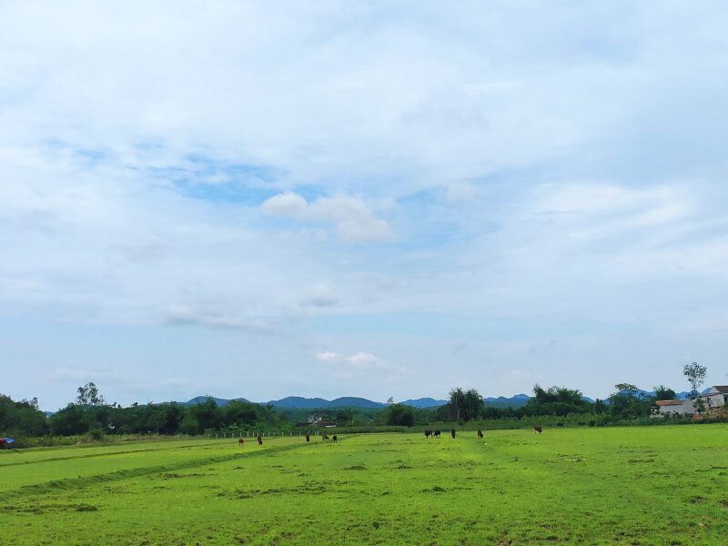 Mark med højt til himmelen og fritgående køer i Vietnam