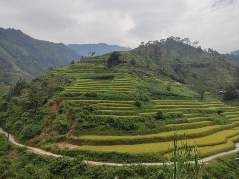 Ris terrasser i Ha Giang.