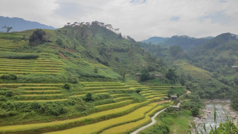 Ris terrasser i Ha Giang.