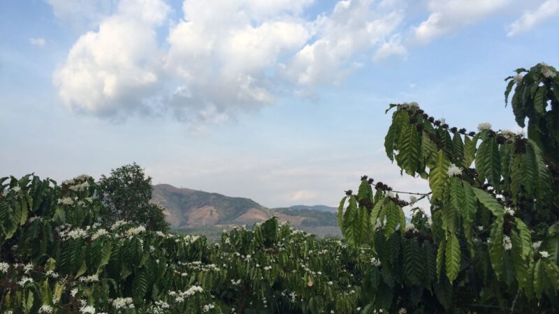 Kaffe plantage i Kon Tum med fantastisk udsigt over højlandet.